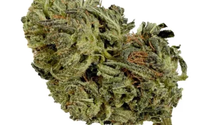 Tangie Candy THCX 30% – Green-House